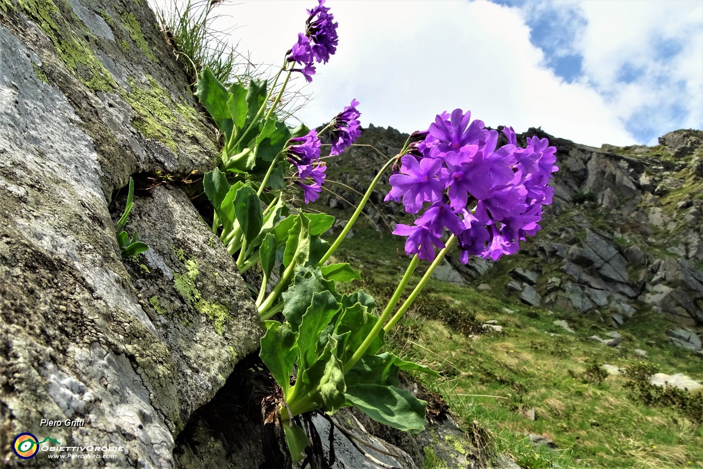 49 Primula vischiosa (Primula latifolia ).JPG